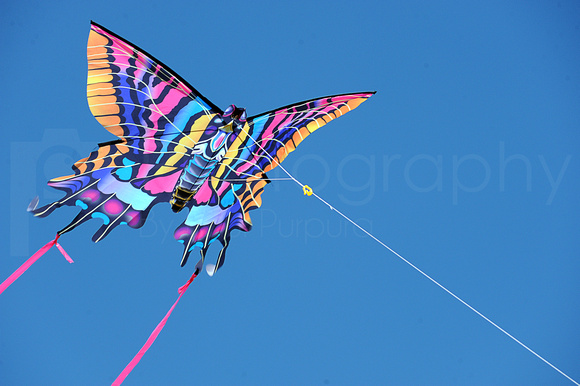 RVF Kite Flying Contest - (A) - 0033